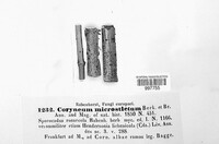 Coryneopsis microsticta image